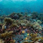 Underwater reef scape at Alor Tanapi, Indonesia.