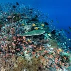 Underwater reef scape at Alor Tanapi, Indonesia.