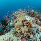 Underwater reef scape at Alor Tanapi, Indonesia.