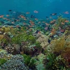 Underwater reef scape at Alor Tanapi, Indonesia.