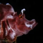 Image of a paddle flaps swordfish in Indonesia.