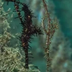 Ornate ghost pipefish in Ambon, Indonesia.
