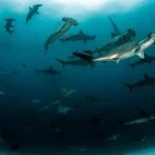 Scalloped hammerheads in Indonesia.