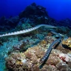 A pair of sea snakes in Indonesia.