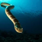 A sea snake in the Banda Sea, Indonesia.