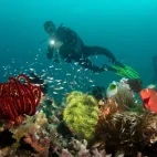 Diver observing coral reef in the Bangka Archipelago, Indonesia.