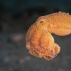Blue-ringed octopus in Indonesia.