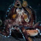 Coconut octopus in Lembeh, Indonesia.