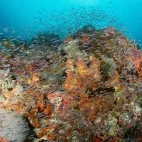 Coral reef in Bangka Archipelago, Indonesia.