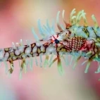 Close-up of a ghost pipefish in Lembeh, Indonesia.