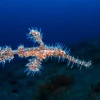 Ghost pipefish in Lembeh, Indonesia.