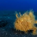 Hairy frogfish in Lembeh, Indonesia.