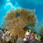Part of a reef in Bangka Archipelago, Indonesia.