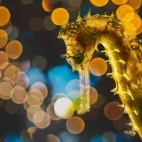 Tigertail seahorse in Indonesia.