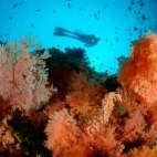 Underwater view of coral, Tompotika, Central Sulawesi, Indonesia.