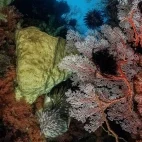 Coral and sponge in Central Sulawesi, Indonesia.