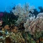 Coral scene in Central Sulawesi, Indonesia.