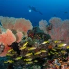 Gorgonian sea fan in Central Sulawesi, Indonesia.