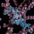 A seahorse in Central Sulawesi, Indonesia.