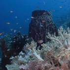 A coral reef in Manuk, Banda Sea, Indonesia.