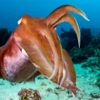 Cuttlefish in Indonesia.