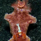 Emperor shrimp riding a sea slug in Indonesia.