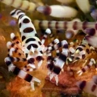 Harlequin shrimp in Indonesia.