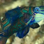 Mandarin fish in Indonesia.
