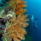 Coral on a vertical wall in Indonesia.