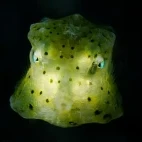 Yellow boxfish in Indonesia.