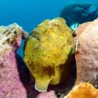 Yellow frogfish in Indonesia.