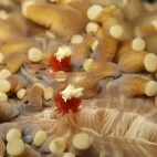 Anemone shrimp in Indonesia.