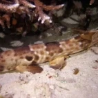 Epaulette shark in Indonesia.