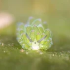 Leaf sheep nudibranch in Indonesia.