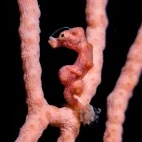 Pygmy seahorse in Sali Bay, Indonesia.