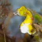Seahorse in Indonesia.