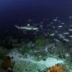 Reef shark and fish in Indonesia.