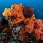 Soft coral in Indonesia.