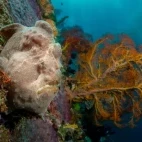 Giant frogfish, Bangka island, Indonesia.