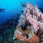 Diver observing soft corals, Bangka Island, Indonesia.