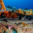 White-tip reef shark in the Bangka Archipelago, Indonesia.