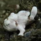 A painted frogfish in Ambon, Indonesia.