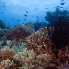 Ping pong corals and fish in Indonesia.