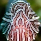 A psychedelic frogfish in Ambon, Indonesia.