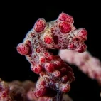 A Bargibanti pygmy seahorse in Indonesia.