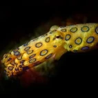 A blue-ringed octopus swimming in Indonesia.