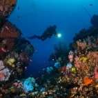 Diver exploring the reefs of Indonesia.