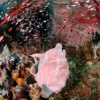 A giant frogfish in Indonesia.