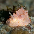 Halgerda batangas nudibranch in Anilao, Philippines.