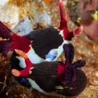 Nembrotha chamberlaini nudibranch mating, in the Philippines.